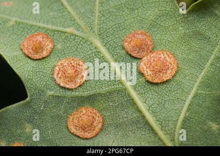 Salopette à galette commune (Neuroterus quercusbaccarum), sur le dessous du chêne (Quercus sp.) Leaf, Réserve naturelle de Downe Bank, North Downs, Kent Banque D'Images
