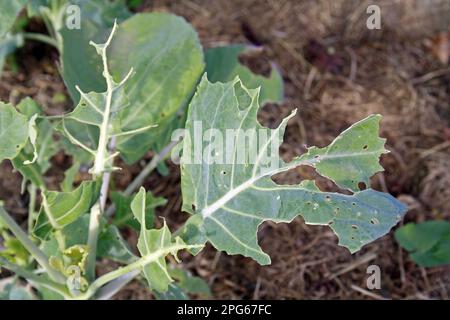 Récolte de chou végétal (Brassica oleracea), gros plan de la feuille montrant des dommages alimentaires par les chenilles gros papillon blanc de chou (Pieris Banque D'Images