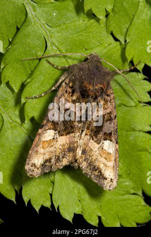 Nuances de petit angle (Euplexia lucipara) adulte, reposant sur des feuilles de fougères, Powys, pays de Galles, Royaume-Uni Banque D'Images