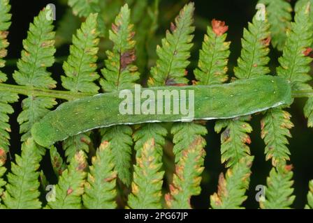 Nuances de petit angle (Euplexia lucipara) caterpillar, sur Bracken (Pteridium aquilinum) fronde dans les bois anciens, Gelli Hir Wood nature Reserve, Gower Banque D'Images