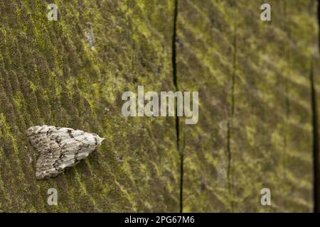 Arches les moins noires (Nola confusalis) papillon gris chêne, hibou gris hornbeam, insectes, papillons, Animaux, autres animaux, moins d'Arches noires adultes Banque D'Images