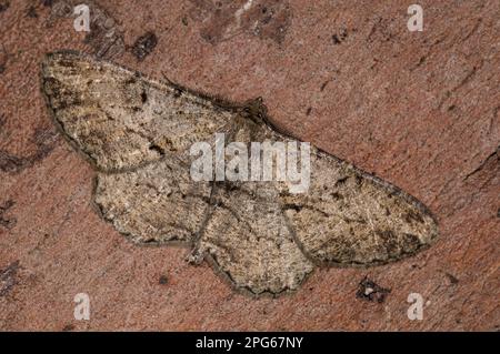 Beauté du saule (Peribatodes rhomboidaria) adulte, reposant sur le tronc d'arbre dans le jardin, Sowerby, North Yorkshire, Angleterre, Royaume-Uni Banque D'Images