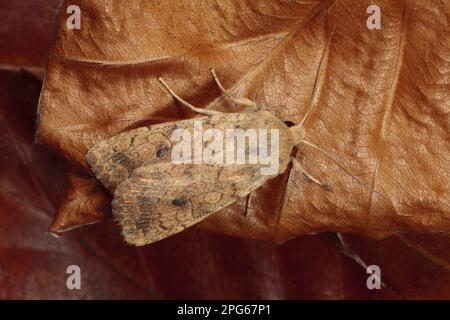 Moth brique (Agrochola circellaris) adulte, reposant sur une feuille de hêtre déchue, Powys, pays de Galles, Royaume-Uni Banque D'Images