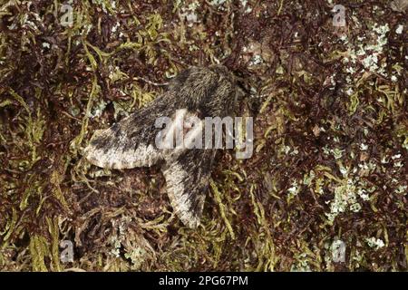 Petite beauté à brindille (Apocheima hispidaria) Moth adulte mâle, reposant sur l'écorce de chêne, Powys, pays de Galles, Royaume-Uni Banque D'Images