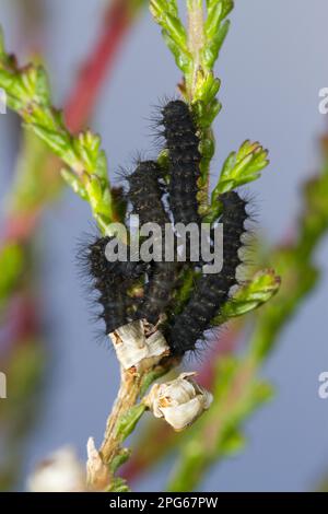 L'empereur Moth (Saturnia pavonia), larves de premier stade, sur la plante alimentaire commune chinée (Calluna vulgaris), Powys, pays de Galles, Royaume-Uni Banque D'Images