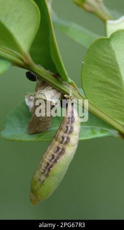 La carie commune (Cydalima perspectalis) a introduit des espèces nuisibles, la pupa, sur la plante nourrieuse de la larve de buis, dans la vallée de Cannobina Banque D'Images