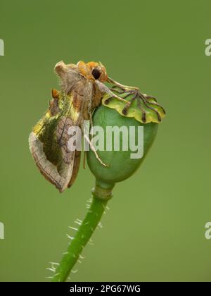 Laiton bruni (chrysite de Diachrysia), adulte, reposant sur une gousse de pavot sur le désert, Leicestershire, Angleterre, Royaume-Uni Banque D'Images