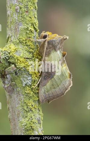 Laiton bruni (chrysite de Diachrysia) adulte, reposant sur la branche, Essex, Angleterre, Royaume-Uni Banque D'Images