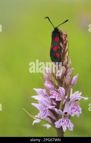 burnett à cinq points à bordure étroite à cinq points (Zygaena lonicerae), adulte, reposant sur la pointe de la fleur de l'orchidée commune Banque D'Images