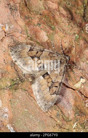 PIN Carpet Moth (Thera firmata) adulte, reposant sur l'écorce de PIN sylvestre (Pinus sylvestris), Powys, pays de Galles, Royaume-Uni Banque D'Images