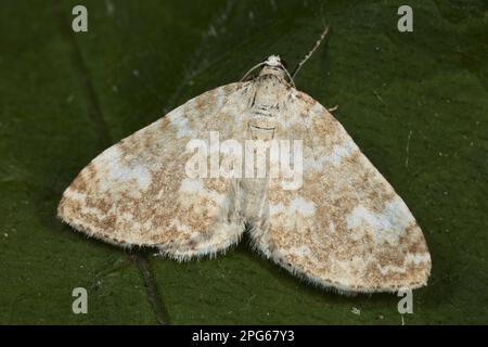 Tapis de sable (Perizoma flavofasciata) adulte, reposant sur la feuille, Shropshire, Angleterre, Royaume-Uni Banque D'Images