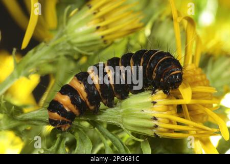 Pyrale du cinabre (Tyria jacobaeae) larve adulte se nourrissant de l'isoète (Senecio jacobaea), Powys, pays de Galles, Royaume-Uni Banque D'Images