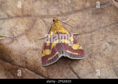 Borer pourpre (pyrausta purpuralis), borer pourpre, insectes, papillons, Animaux, autres animaux, violet et doré, adulte, repos Banque D'Images