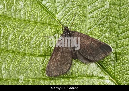 Cheminée Sweeper (Odezia atrata) adulte, reposant sur la feuille, Powys, pays de Galles, Royaume-Uni Banque D'Images