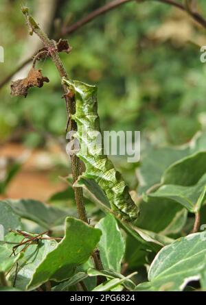 Dot Moth (Melanchra persicariae) caterpillar, on STEM, Norfolk, Angleterre, Royaume-Uni Banque D'Images