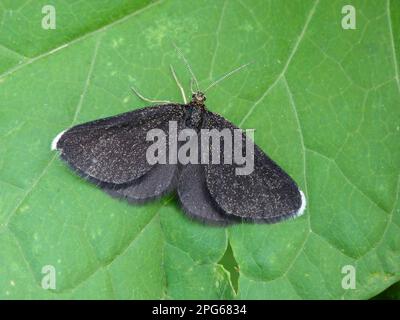 Odezia, insectes, papillons (Geometridae), papillons, animaux, Autres animaux, balai de Chimney (Odezia atrata) adulte, reposant sur les Alpes italiennes, Italie Banque D'Images