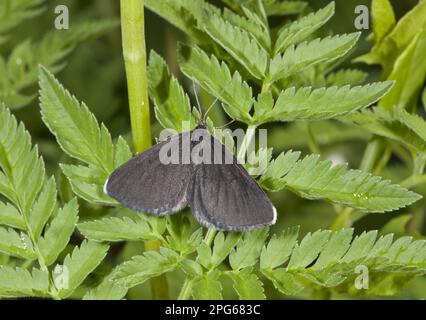 Cheminée Sweeper (Odezia atrata) adulte, reposant sur des feuilles d'ombellifères, Bulgarie Banque D'Images