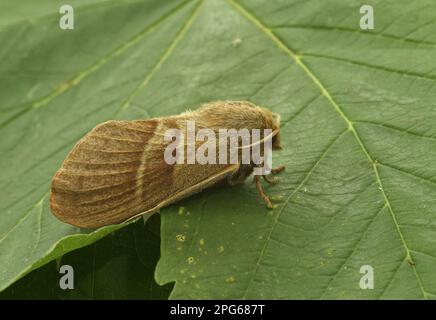 Fox Moth (Macrothylacia rubi) adulte femelle, reposant sur la feuille, Norfolk, Angleterre, Royaume-Uni Banque D'Images