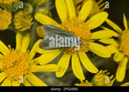 Forester commun (Adscita stattex) adulte, se nourrissant sur des fleurs de ragwort, sur la craie en aval, Dorset, Angleterre, Royaume-Uni Banque D'Images