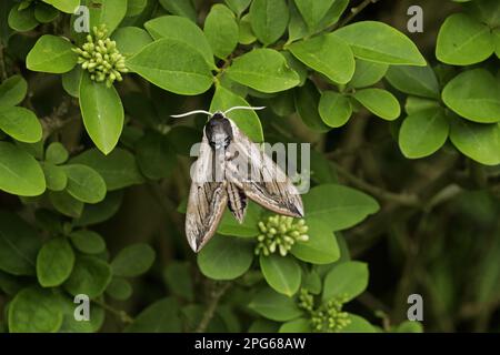 Aspète (Sphinx ligustri) adulte, reposant sur la feuille de la aspète (Ligustrum sp.), plante alimentaire larvaire, Sussex, Angleterre, Royaume-Uni Banque D'Images