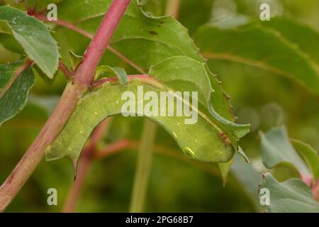 La larve terminale adulte à stries d'argent (Hippotion celerio) se nourrissant de la feuille de Fuchsia (Fuschia sp.), élevée en captivité Banque D'Images