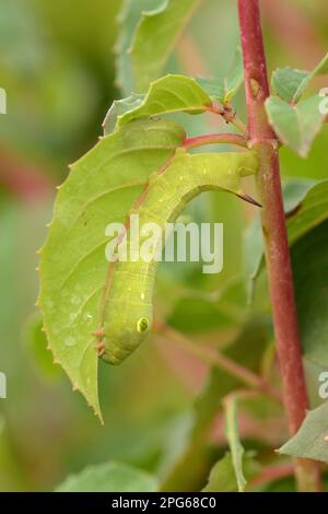 La larve terminale adulte à stries d'argent (Hippotion celerio) se nourrissant de la feuille de Fuchsia (Fuschia sp.), élevée en captivité Banque D'Images