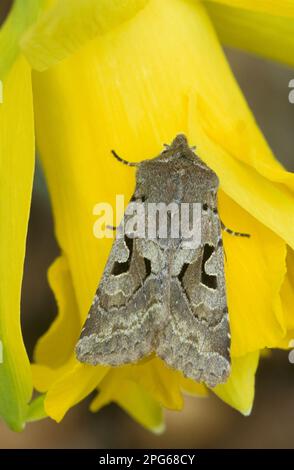 Personnage hébreu (Orthosia gothica) adulte, reposant sur le lichen, Norfolk, Angleterre, Royaume-Uni Banque D'Images