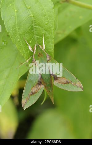 Insectes, papillons, sphingidés (Sphingidae), animaux, autres animaux, Vardant Hawkmoth (Xylophanes chiron) adulte, reposant sur Trinidad, Trinité-et-Tobago Banque D'Images