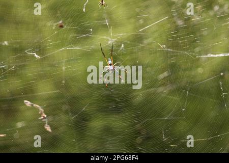 Araignée en soie, néphilides (néphila), autres animaux, araignées, Arachnides, Animaux, araignées de roue, araignée d'orbe dorée à pattes bandées senegalensis Banque D'Images