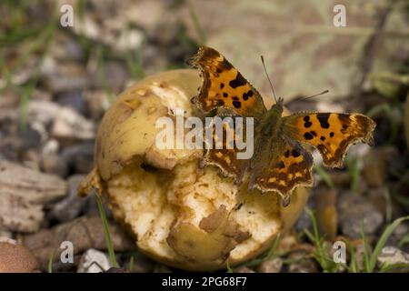 Polygonia C Album, Comma (Nymphalis c-album), autres animaux, insectes, papillons, Animaux, papillon à virgule mâle se nourrissant de la pomme bramley Banque D'Images