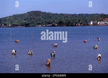 Recherche d'escargot dans la rivière Mandovi, Goa, territoire de l'Union de l'Inde, Asie Banque D'Images