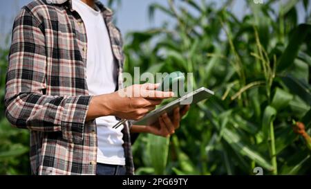 Vue rapprochée d'un travailleur agricole masculin utilisant une tablette numérique pour suivre le processus de plantation de maïs. Banque D'Images