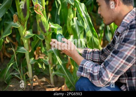 Agriculteur asiatique robuste utilisant un compteur de sol pour vérifier l'humidité du sol, travaillant dans son champ de maïs. Concept agricole Banque D'Images