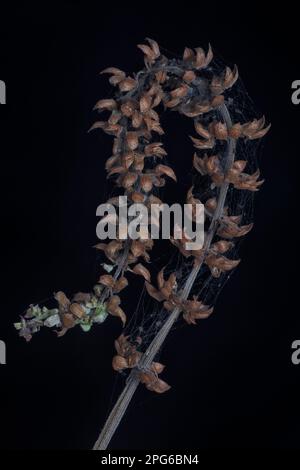 Gros plan de la fleur de l'arbuste lamiaceae séchée Banque D'Images