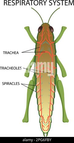 Illustration du schéma du système respiratoire d'insecte Illustration de Vecteur