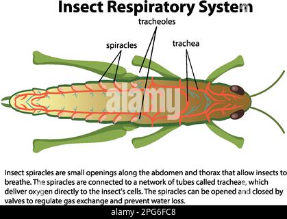 Illustration du schéma du système respiratoire de la sauterelle Illustration de Vecteur