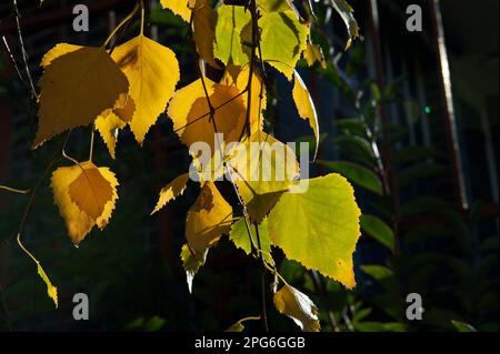 Les feuilles d'automne ont des couleurs magnifiques - ces feuilles de bouleau argenté (Betula pendula) vont du vert à l'or profond. Vu à l'extérieur de mon appartement à Ringwood. Banque D'Images