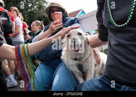 Long Beach, États-Unis. 18th mars 2023. Un petit chien peut être vu portant des perles qui viennent d'être mises autour de son cou par un officier de parade de Mardi gras. La ville de long Beach, en Californie, a organisé une célébration Mardi gras invitant les citoyens de loin et de large à participer à la parade, qui comprenait une courte promenade dans le centre-ville de long Beach avec des attractions le long du chemin. L'événement comprenait des jets de perles, de la musique live, de la danse et une tonne de rires pour tous ceux qui ont décidé d'y assister. Crédit : SOPA Images Limited/Alamy Live News Banque D'Images