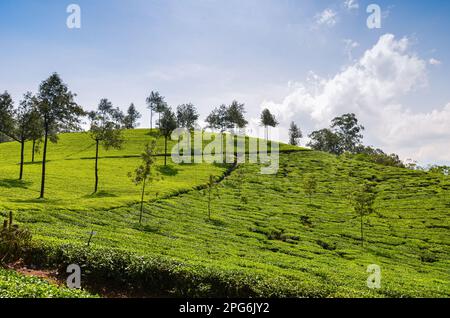 Jardins de thé à Munnar, Kerala, Inde Banque D'Images