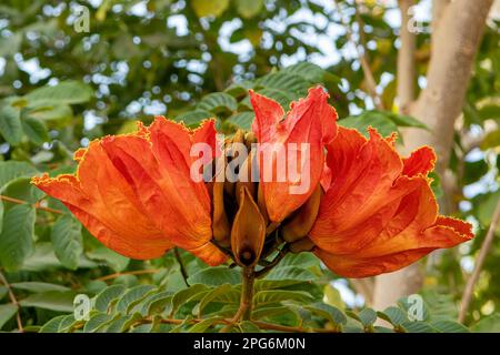 Spathodea campanulata, African Tulip Tree Banque D'Images