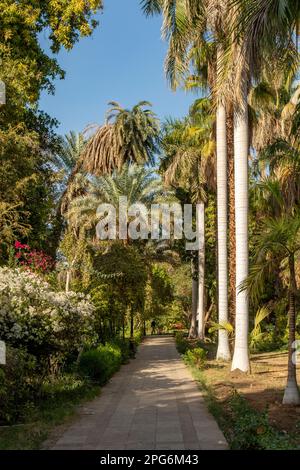 Jardins botaniques d'Assouan, Assouan, Égypte Banque D'Images