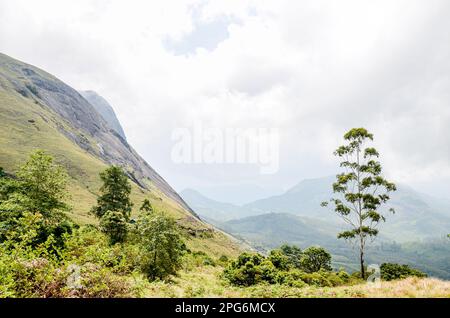 Collines Rocheuses de Munnar, Kerala, Inde Banque D'Images