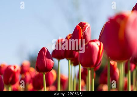 Jardin de tulipes rouges en gros plan dans les rayons lumineux du soleil. Des fleurs printanières délicates ont fleuri dans le jardin. Arrière-plan naturel et coloré du parc. Un bon de commande Banque D'Images
