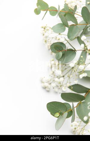 Le souffle de bébé fleurs de Gypsophila, feuilles d'eucalyptus vert frais sur fond blanc. Espace vide. Vue de dessus. Banque D'Images