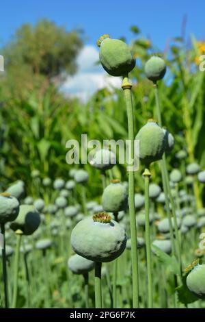 Le paver d'opium afghan ou la culture du pavot comme concept de dépendance à l'héroïne. Les gousses de graines de Papaver poussent dans le jardin. Banque D'Images