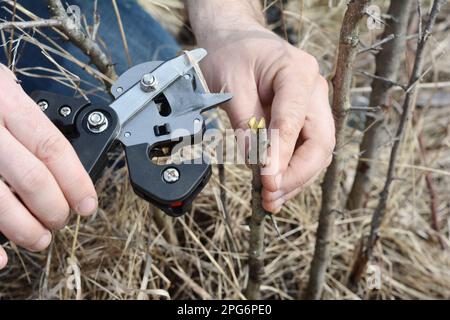 Arbre fruitier dans le jardin. Un jardinier coupe un scion avec un outil de greffage professionnel, couteau de greffage. Banque D'Images