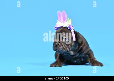 Chien Bulldog français noir chiot habillé comme lapin de Pâques avec des oreilles de lapin serre-tête avec des fleurs sur fond bleu Banque D'Images