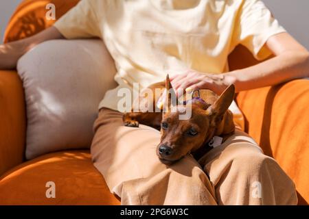 Femme mûre assise sur la chaise avec un petit chien de la race miniature de Pinscher, appréciant la journée à la maison, le concept d'animal comme un membre de la famille Banque D'Images