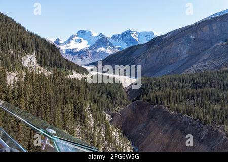 Wilcox Peak du Columbia Icefield Skywalk dans le parc Jasper au Canada, au-dessus d'un glacier avec une rampe de verre au premier plan et un ciel bleu clair Banque D'Images