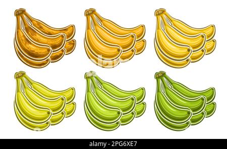 Vector Banana Bunch Set, bannière décorative horizontale avec lot collection d'illustrations découpées de groupe différents marron riped et vert non ripped wh Illustration de Vecteur